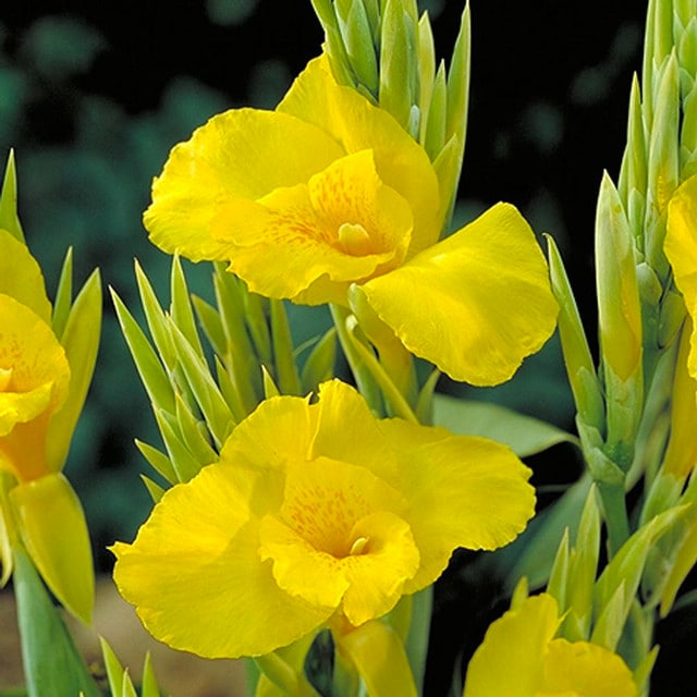 Yellow flowers outside